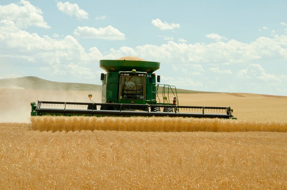 A combine, harvesting winter wheat on a farm in Beach, ND. The combine leaves stubble, which is helpful in maintaining soil…