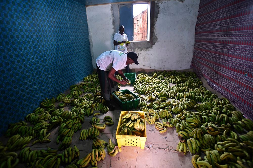 Employees of the Somfresh Fruits and Vegetables prepare bananas to be distributed in Mogadishu. UN Photo / Allan Atulinda.…