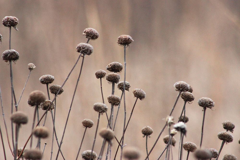 Wild bergamot seed heads photography. Original public domain image from Flickr
