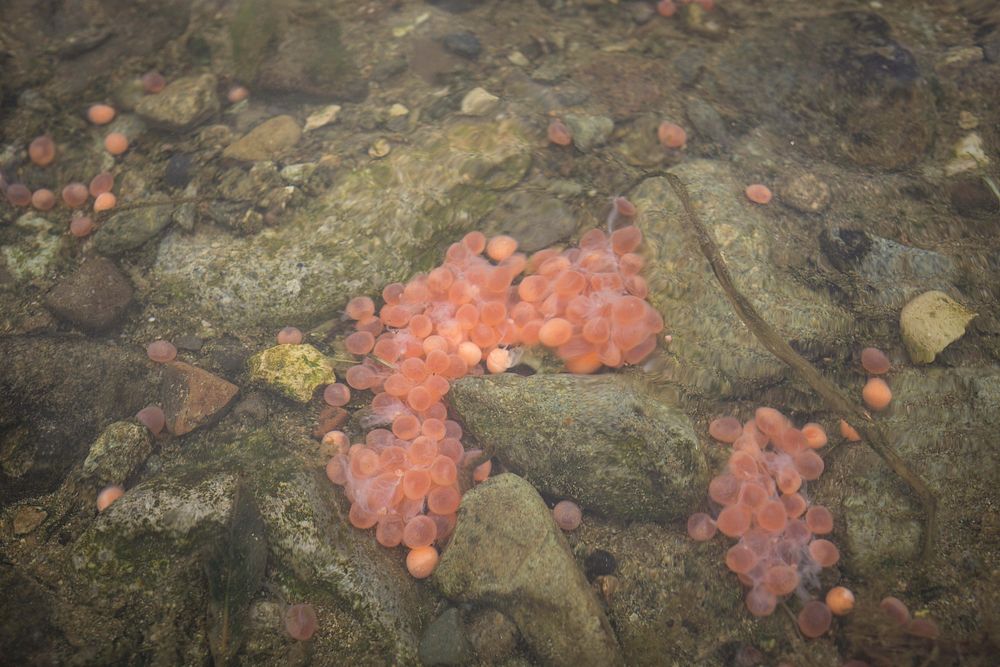 Salmon egg at the bottom of the creek.