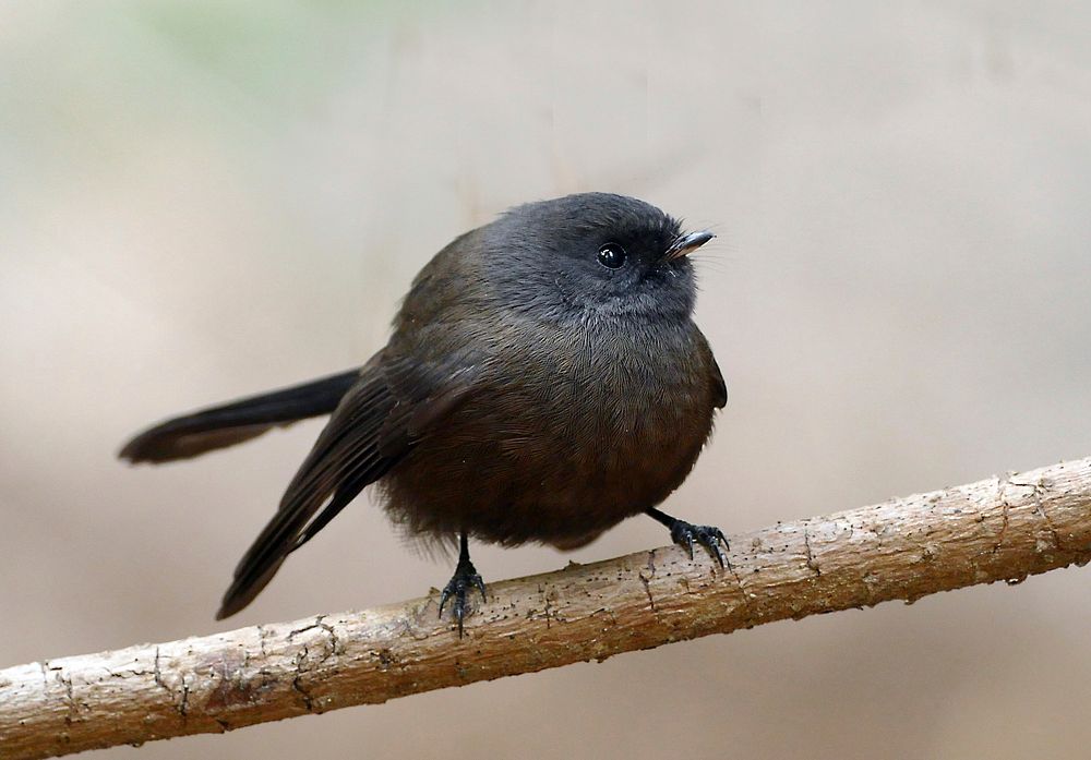 Black New Zealand fantail bird. Original public domain image from Flickr