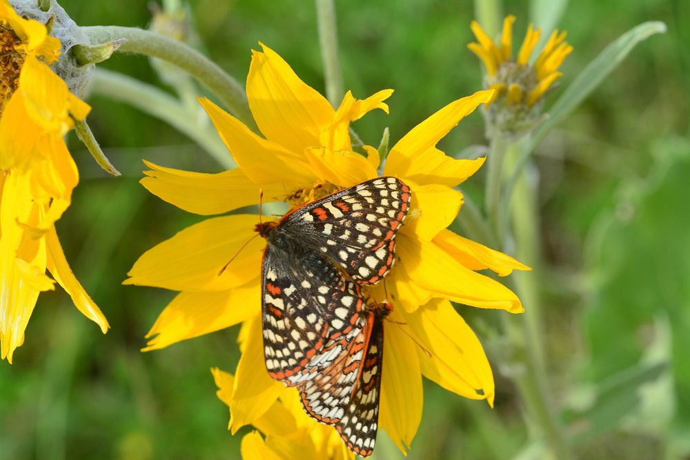 Pollinators on balsamroot near Bozeman, Montana. June 2015. Original public domain image from Flickr