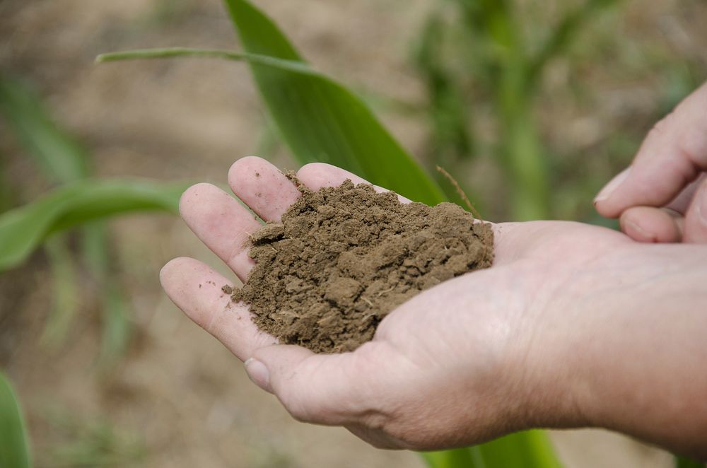 Handful of soil. Ekalaka, MT., July 2013. Original public domain image from Flickr