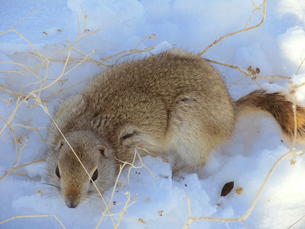 Gopher near Four Buttes, MT. march 2013. Original public domain image from Flickr