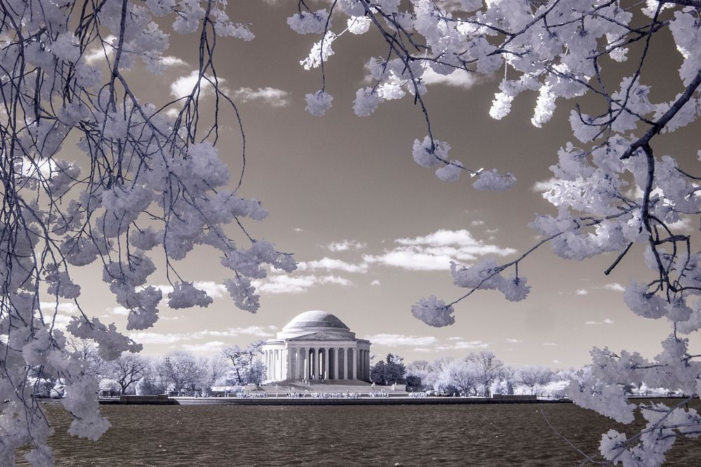 Infared photo of Cherry blossoms near the Tidal Basin, the U.S. Department of Agriculture (USDA) Whitten Building, and…