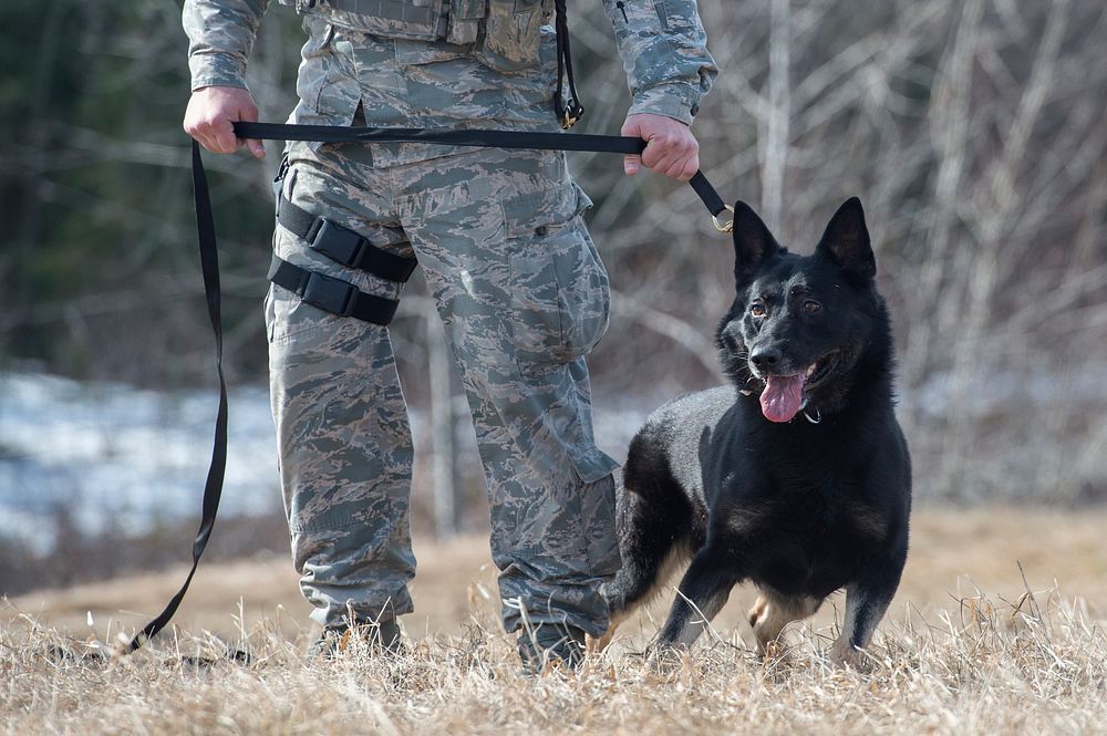 Air Force military working dog with leash. Original public domain image from Flickr