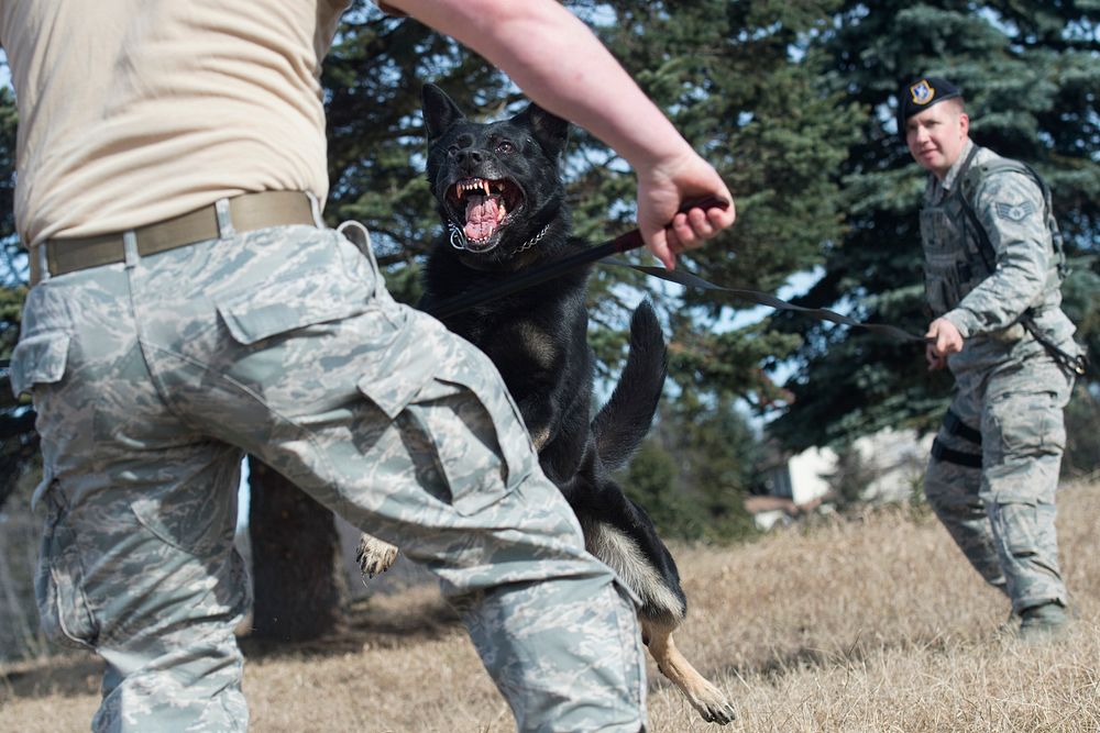 Air Force Staff Sgt. Marshall Rains, right, controls military working dog, Greg, as he attacks Staff Sgt. Brandon Hardy…