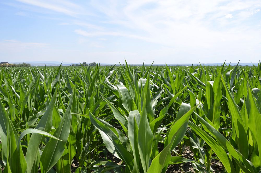 No-till corn on Brian Kindsfather's farm near Laurel, MT. Yellowstone County. July 2018. Original public domain image from…