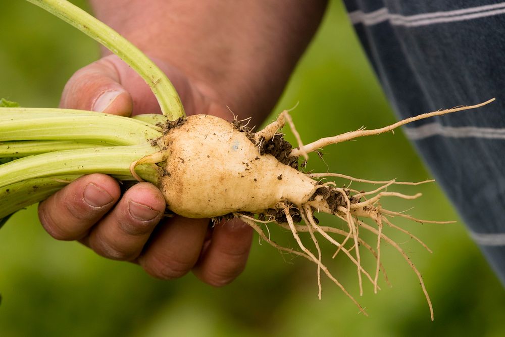 Greg Schlemmer, farmer near Fromberg, Mont., grows sugar beets in a no-till cropping system. Carbon County, Montana. June…