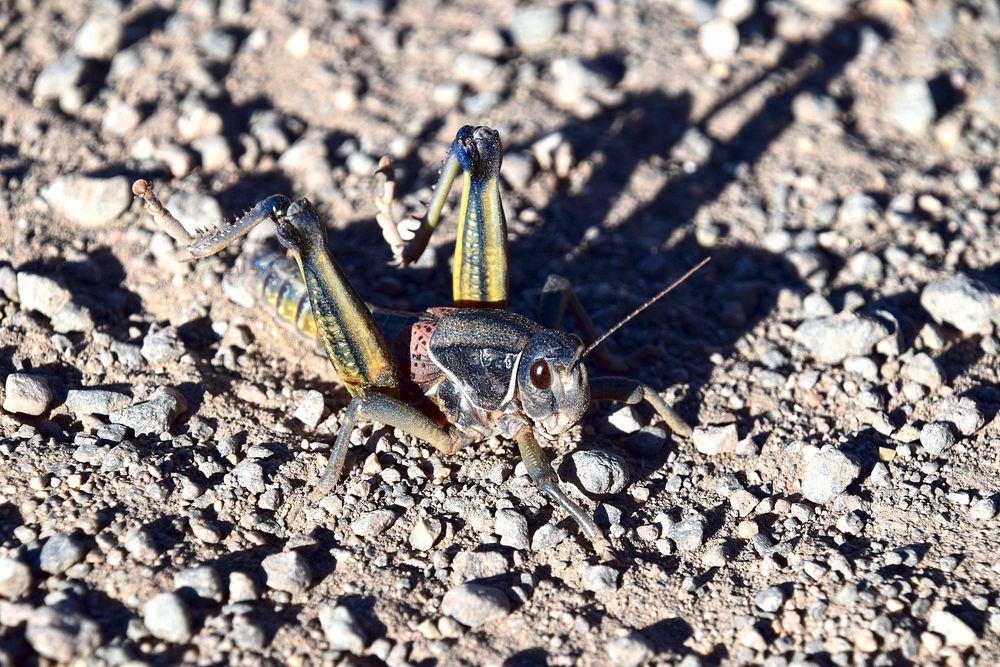 Plains Lubber Grasshopper. Credit: Coconino National Forest. Original public domain image from Flickr