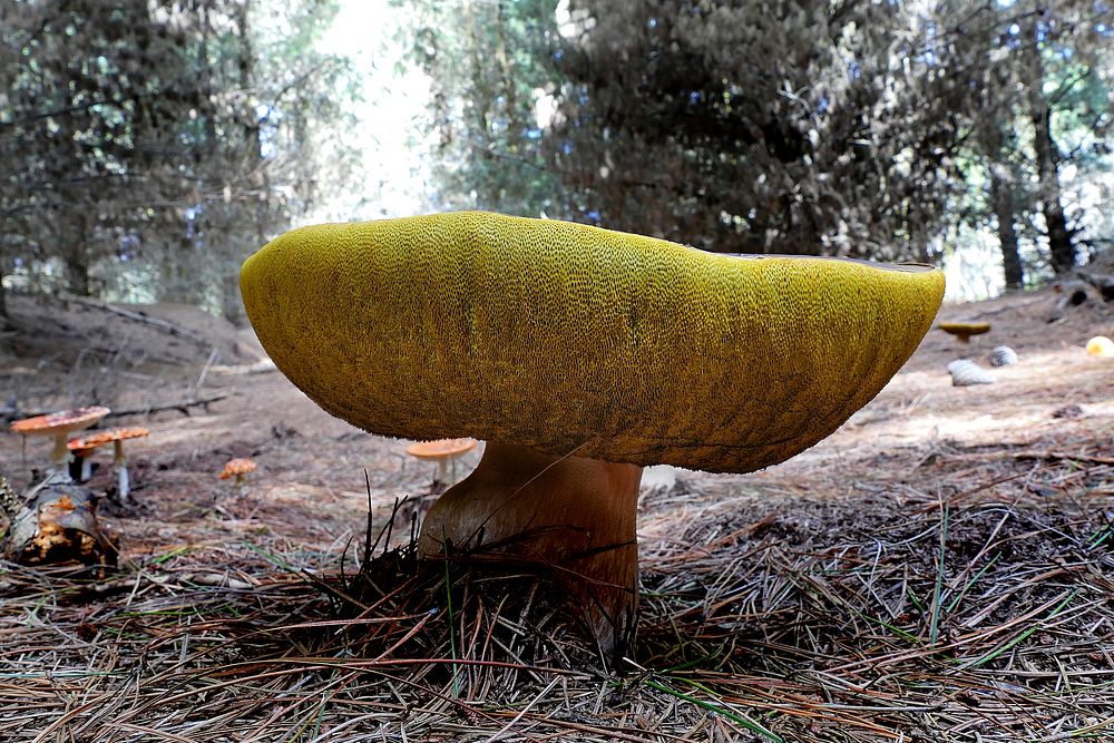 Bolete fungi. Original public domain image from Flickr
