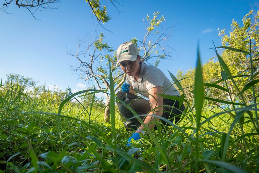 U.S. Department of Agriculture (USDA) Pest Survey Specialist Rosimar Morales looks for the Parmarion slug at the Estacion…