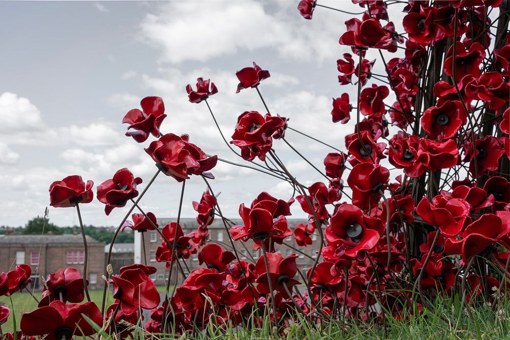 Red poppies. Original public domain image from Flickr