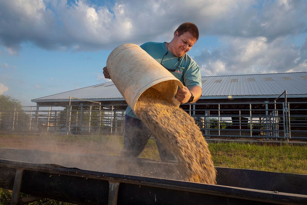 University of Georgia senior James Holton Sr. feed cattle at the UGA Agricultural Research Farm in Winterville, GA, where…