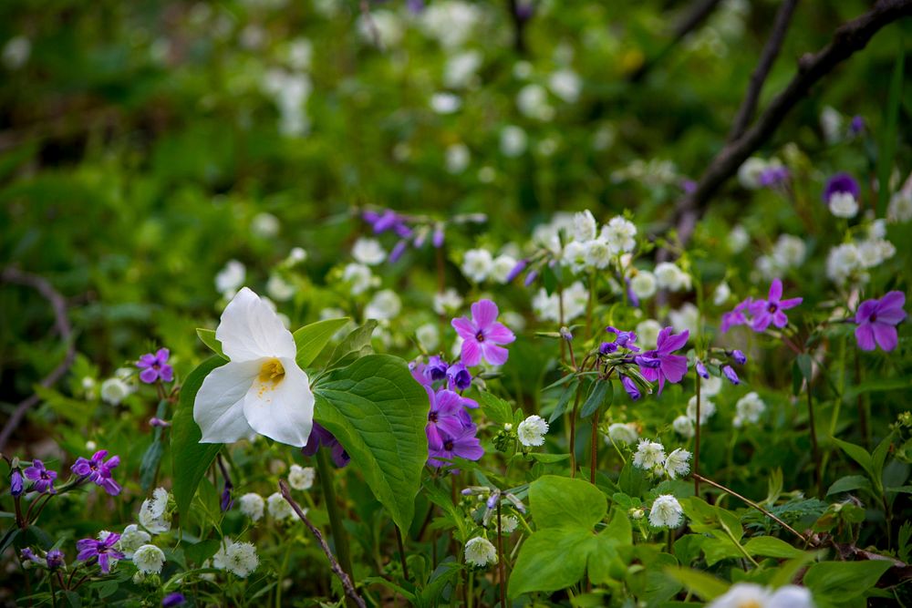 White trillium flower background. Original public domain image from Flickr