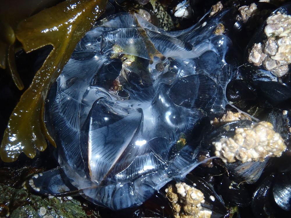 Stranded moon jelly in Sitka, Tongass National Forest, Alaska. (Forest Service photo by Trevor Fox). Original public domain…