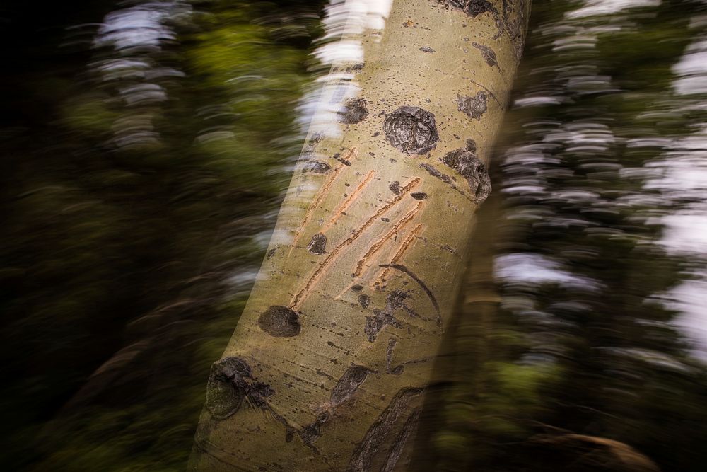 Bear Claw Marks on an Aspen Tree. Original public domain image from Flickr