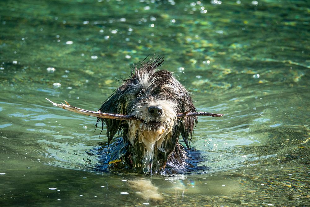 A dog fetches a stick out of Wade Lake in the Beaverhead-Deerlodge National Forest.