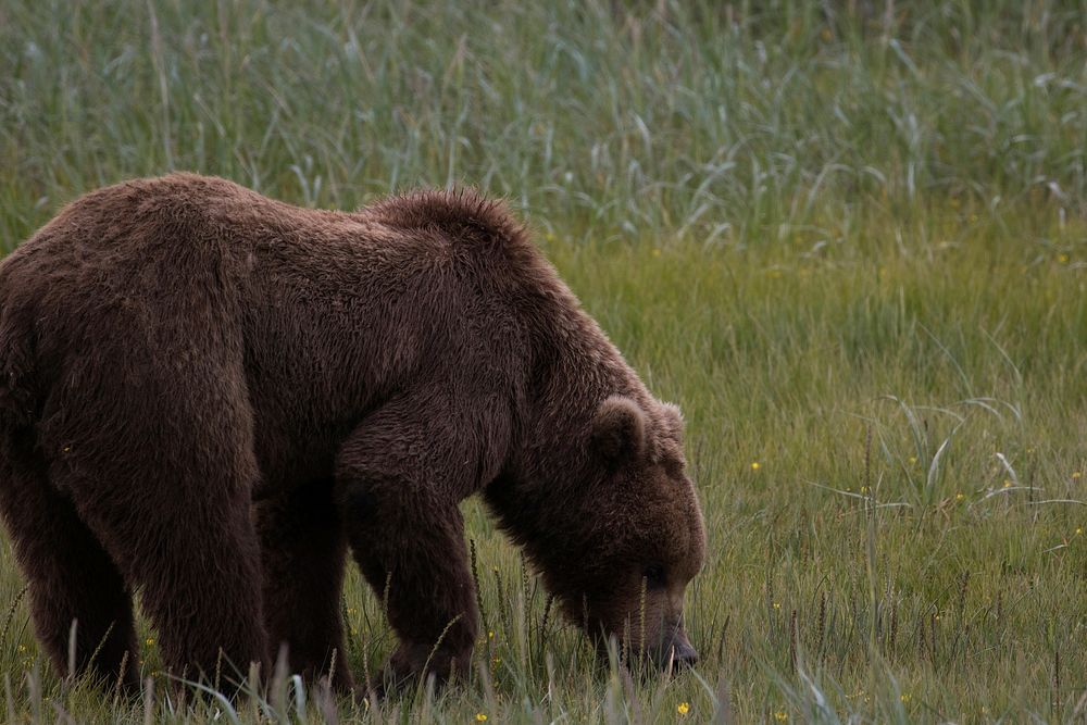 Brown bear background. Original public domain image from Flickr