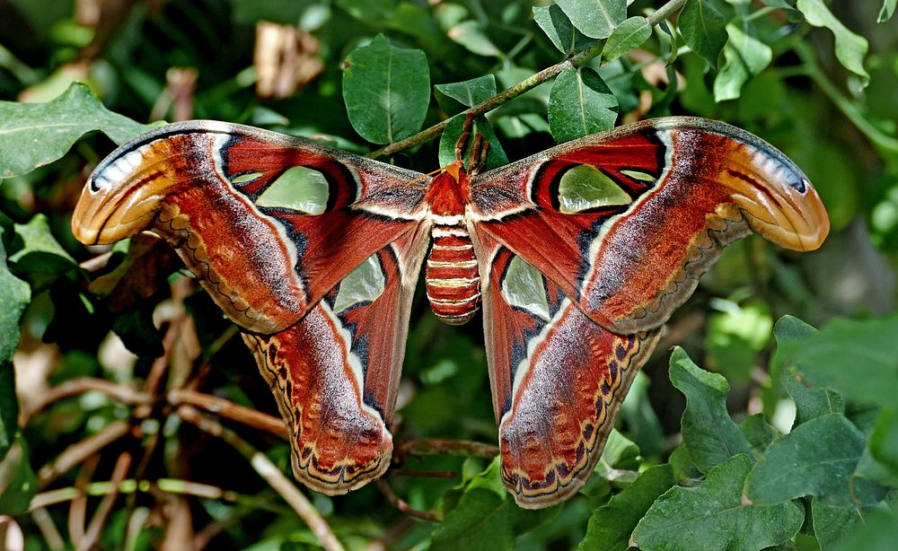 Atlas moth roosting on leaf. Original public domain image from Flickr