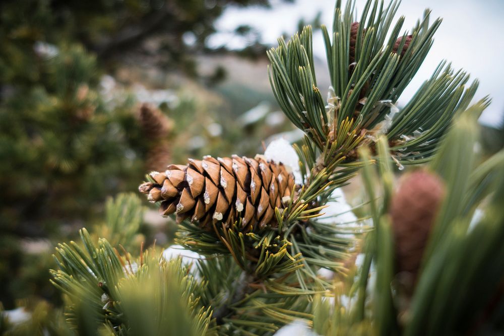 Limber pine cone (Pinus flexilis). Original public domain image from Flickr