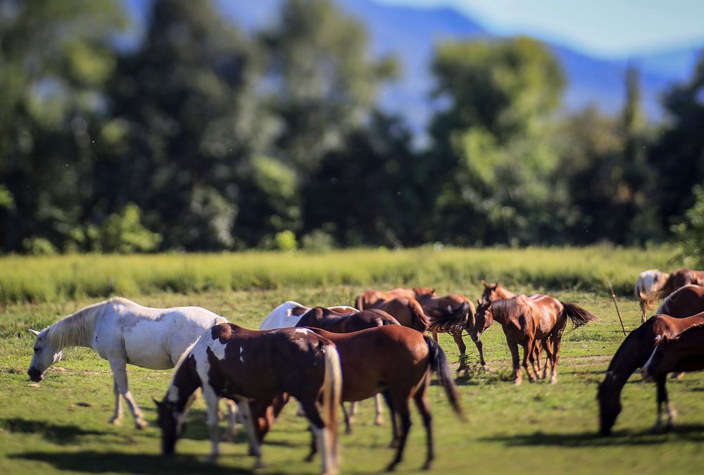 Flock of horses. Original public domain image from Flickr