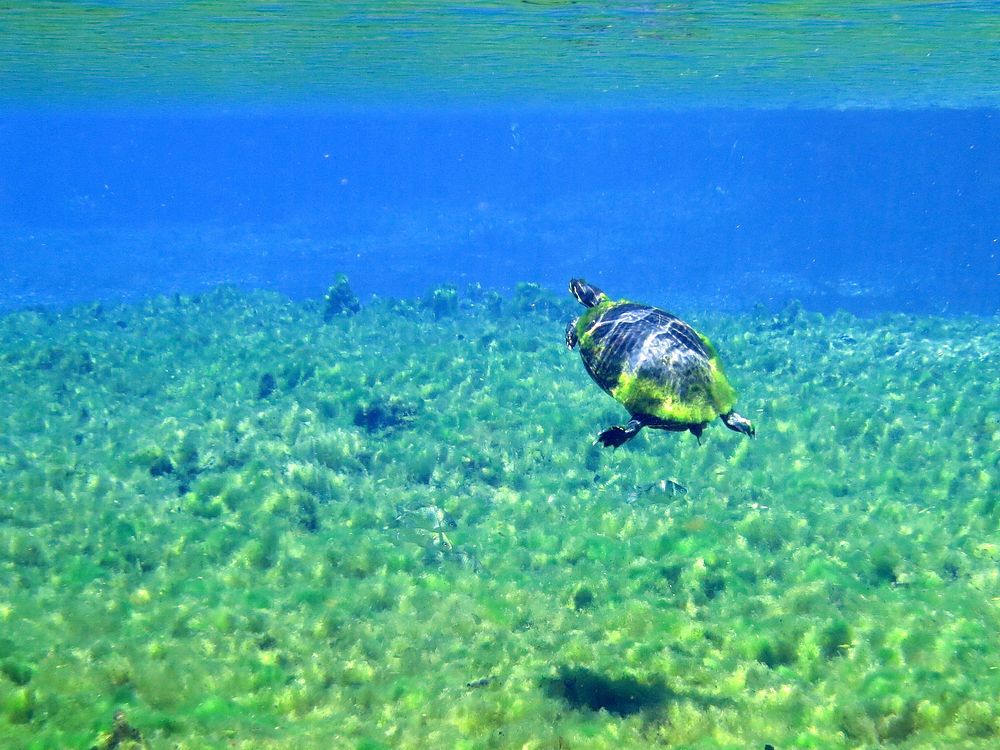 A turtle swimming at the Alexander Springs Recreation Area, Ocala National Forest, Florida. (Forest Service photo by Brandon…