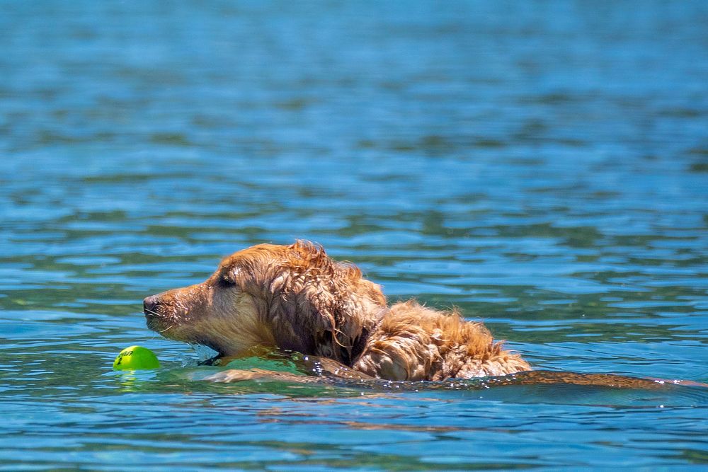 A dog fetches a ball from Wade Lake in the Beaverhead-Deerlodge National Forest.