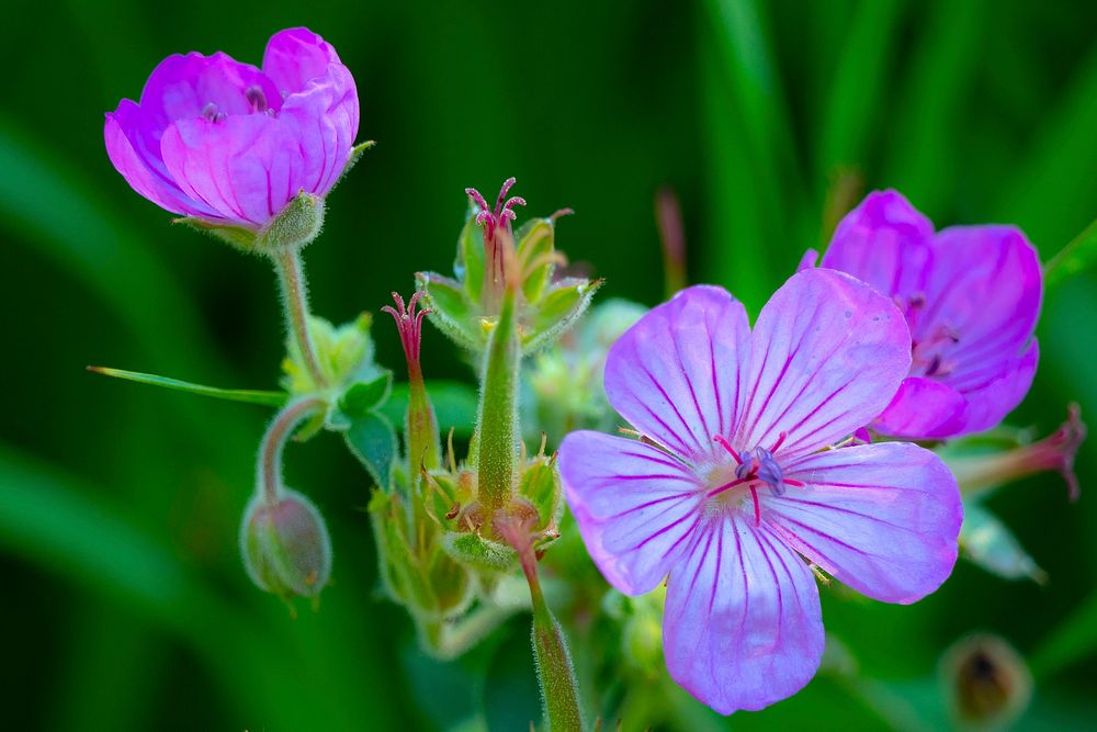 A Sticky Geranium wildflower near Wade Lake in Beaverhead-Deerlodge National Forest.