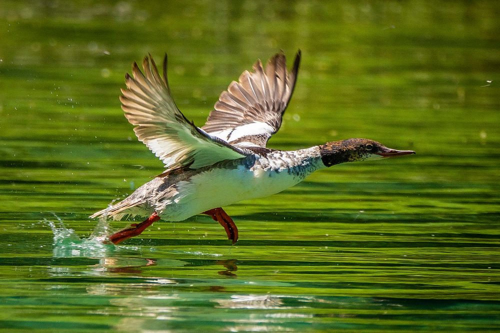 A duck takes off from Wade Lake in the Beaverhead-Deerlodge National Forest.