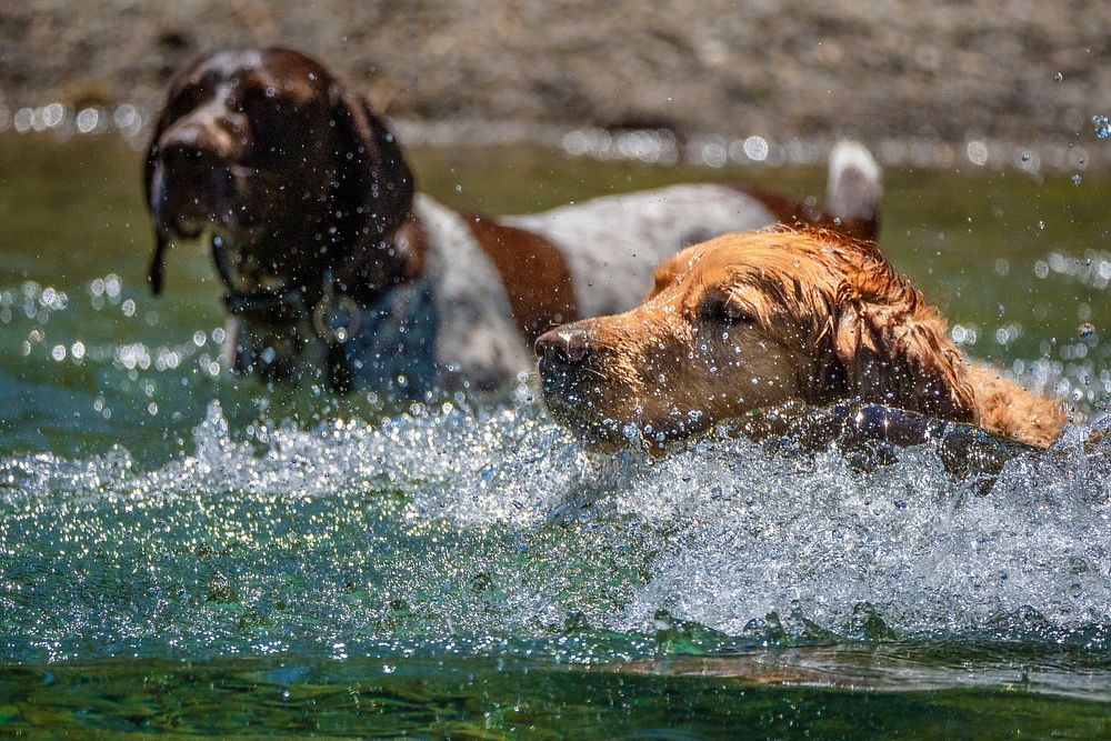 Dogs play in Wade Lake in the Beaverhead-Deerlodge National Forest.