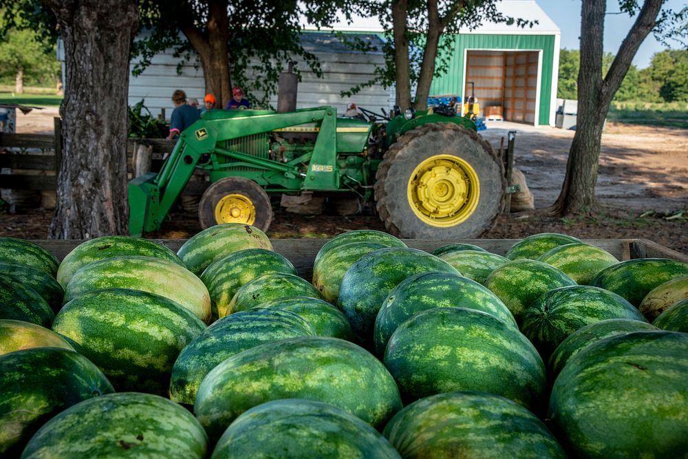 Harvested watermelon Krueger Farm outside of Letts, Iowa.