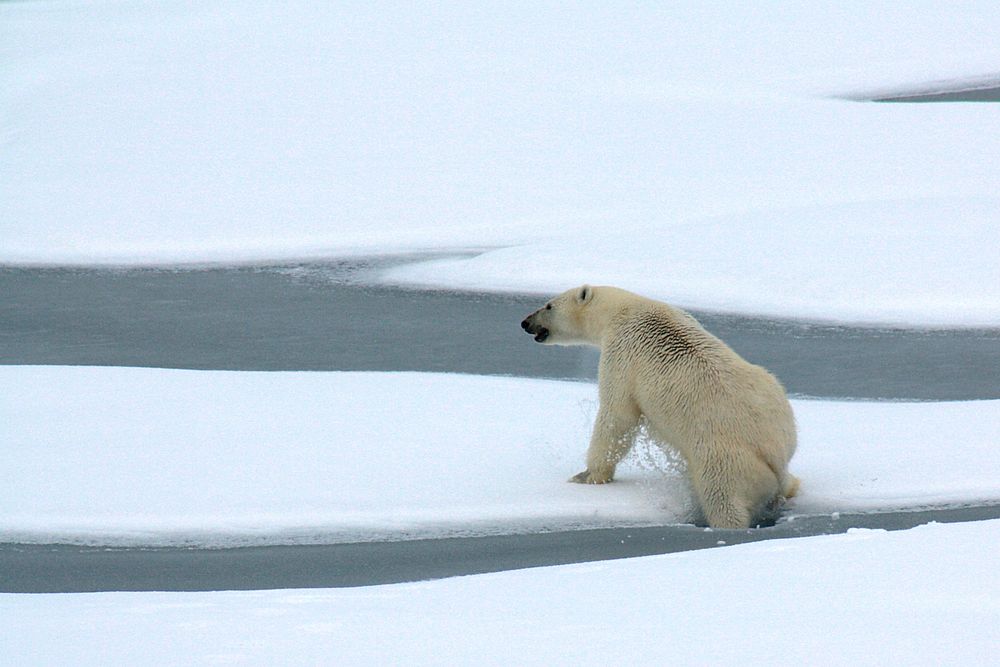 Polar bear breaking ice photo. Original public domain image from Flickr