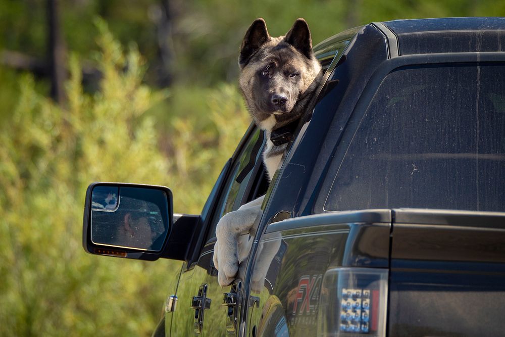 A dog can't wait to get out and enjoy life as he and his family arrive at Delmoe Lake in Beaverhead-Deerlodge National…