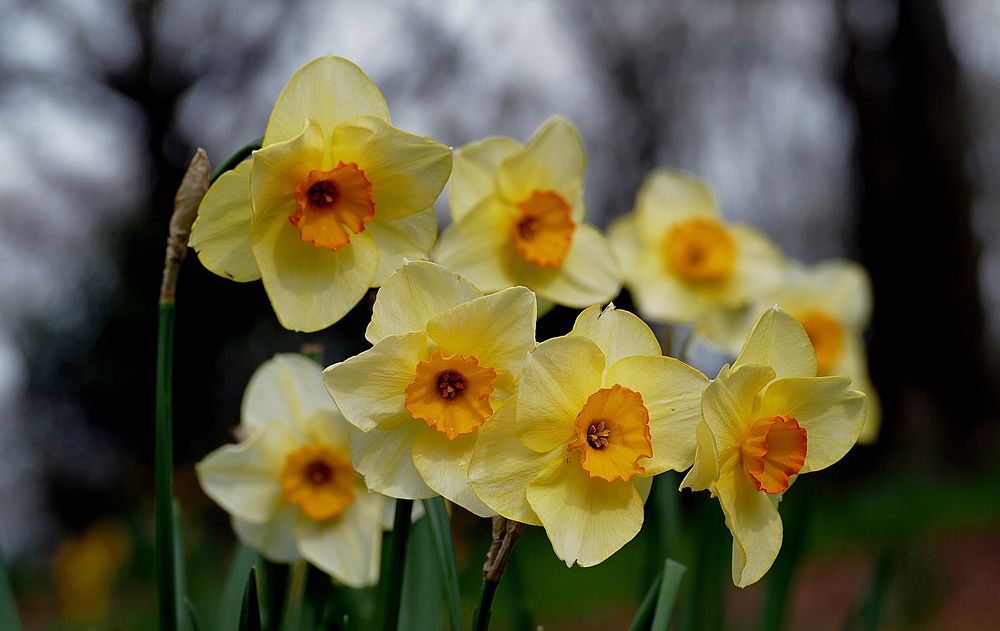 Daffodils. Narcissus is a genus of predominantly spring perennial plants of the Amaryllidaceae family. Various common names…