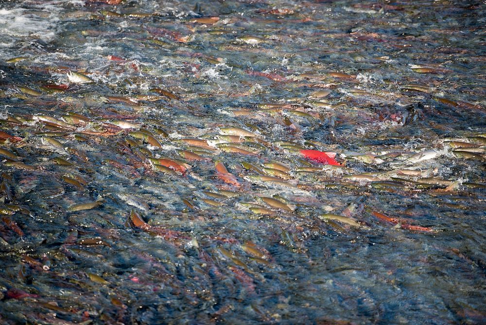 Salmon in river. Original public domain image from Flickr