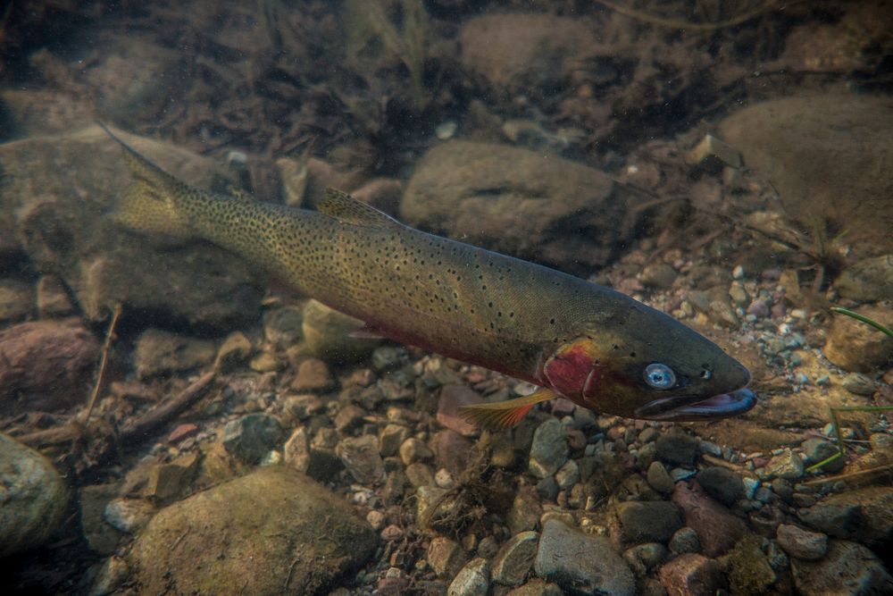 westslope cutthroat trout (Oncorhynchus clarki lewisi). Original public domain image from Flickr
