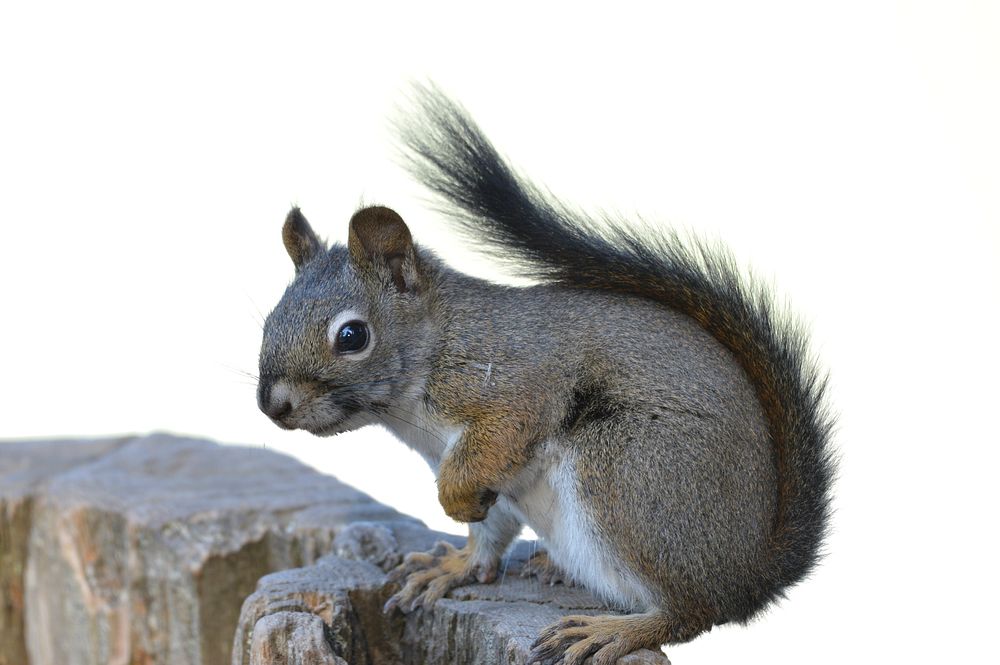 Squirrel - Tamiasciurus hudsonicus. Original public domain image from Flickr
