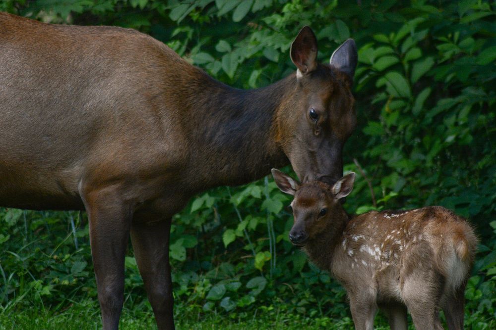 Elk mother and calf. Original public domain image from Flickr