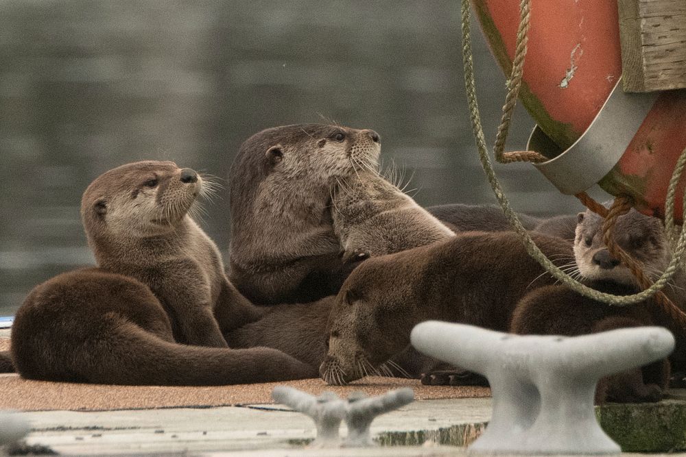 Otters are seen by Quileute Tribal Council Vice Chair Tony Foster, U.S. Department of Agriculture (USDA) Natural Resource…