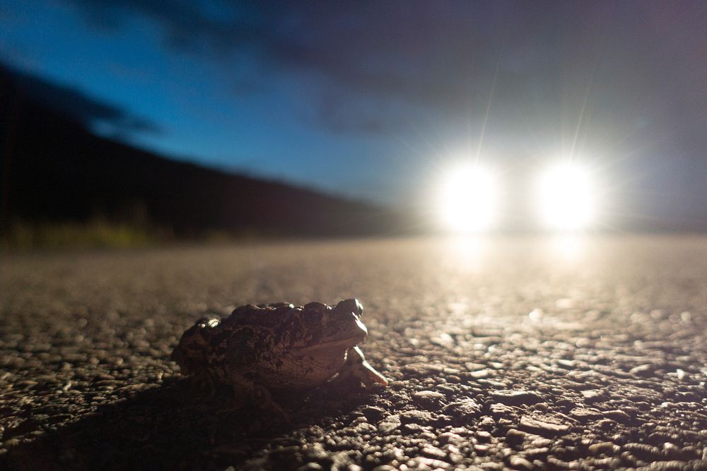 Boreal Toad on Going-to-the-Sun Road. Original public domain image from Flickr