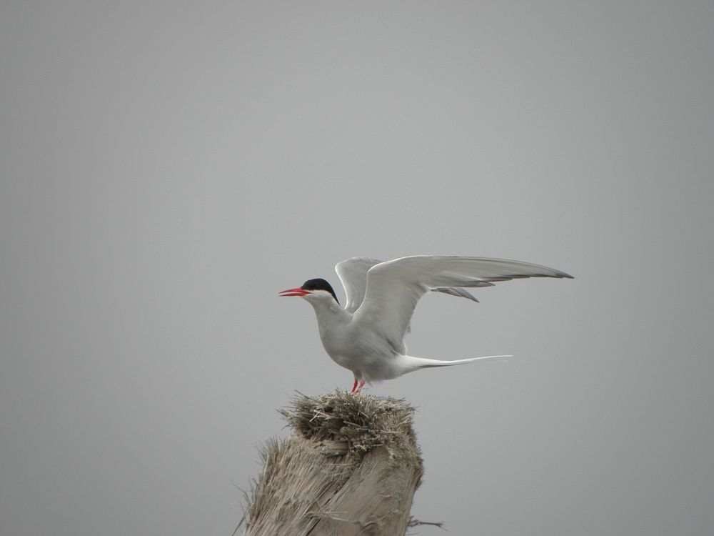 Arctic Tern in Yakutat, Tongass National Forest, Alaska. Original public domain image from Flickr