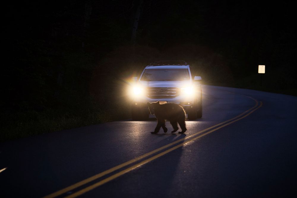 Black Bear Crossing Going-to-the-Sun Road. Original public domain image from Flickr