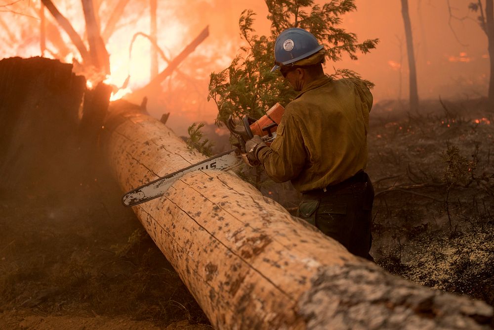 A Sierra Hotshot bucking a log that has fallen across their line; Ferguson Fire, Sierra NF, CA, 2018. (Forest Service Photo…