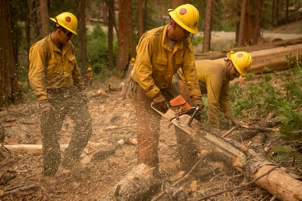 Scorpions Crew bucking downed logs while prepping along Hwy 41 for a burn operation; Ferguson Fire, Sierra NF, CA, 2018.…