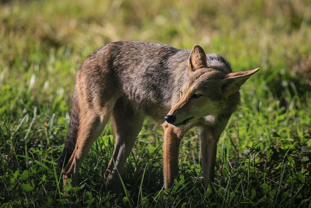 Coyote. Original public domain image from Flickr