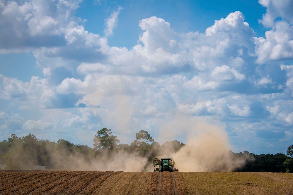 Workers harvest peanuts for Rick Davis Farms outside of Quitman, Georgia.