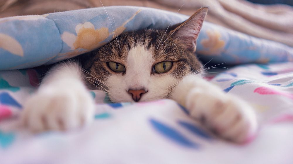 Cute cat peeking out from under a blanket. Original public domain image from Flickr