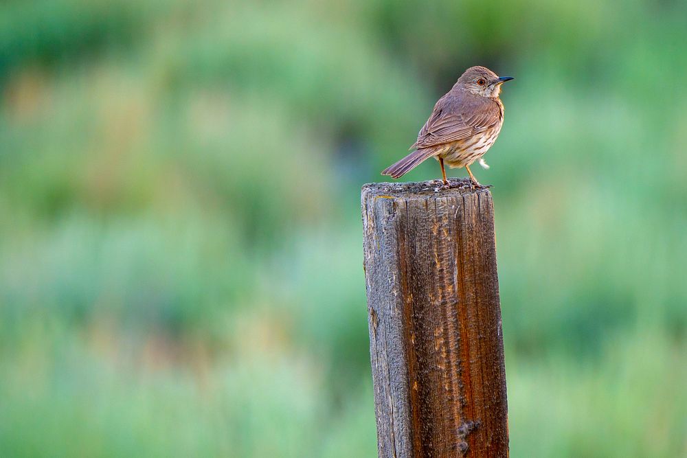 A sage thrasher sits atop a post in the Gravelly Range in the Beaverhead-Deerlodge National Forest.
