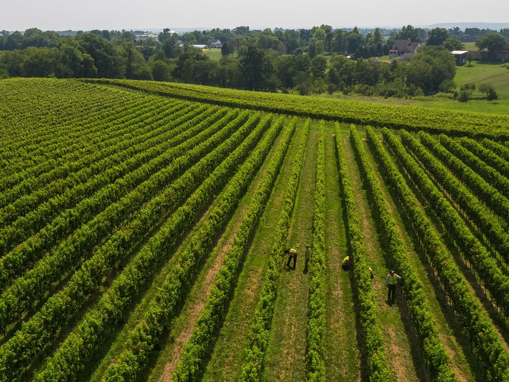 Aerial view of Waltz Vineyard, where Winemaker Jan Waltz is working with state and federal agencies to remove and keep the…